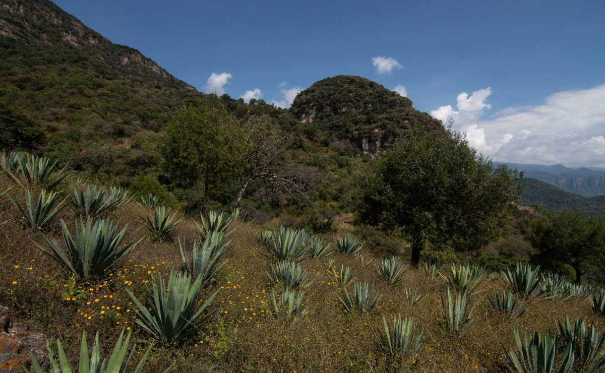 El idioma inglés, la clave para que el mezcal del Estado de México cruce fronteras y conquiste nuevos paladares globales. Foto: Arturo Hernández