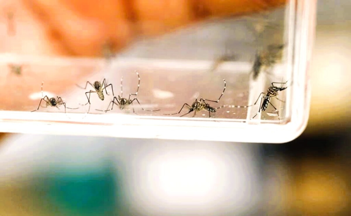 Edomex intensifica lucha contra el dengue: Conoce los síntomas y protege a tu familia