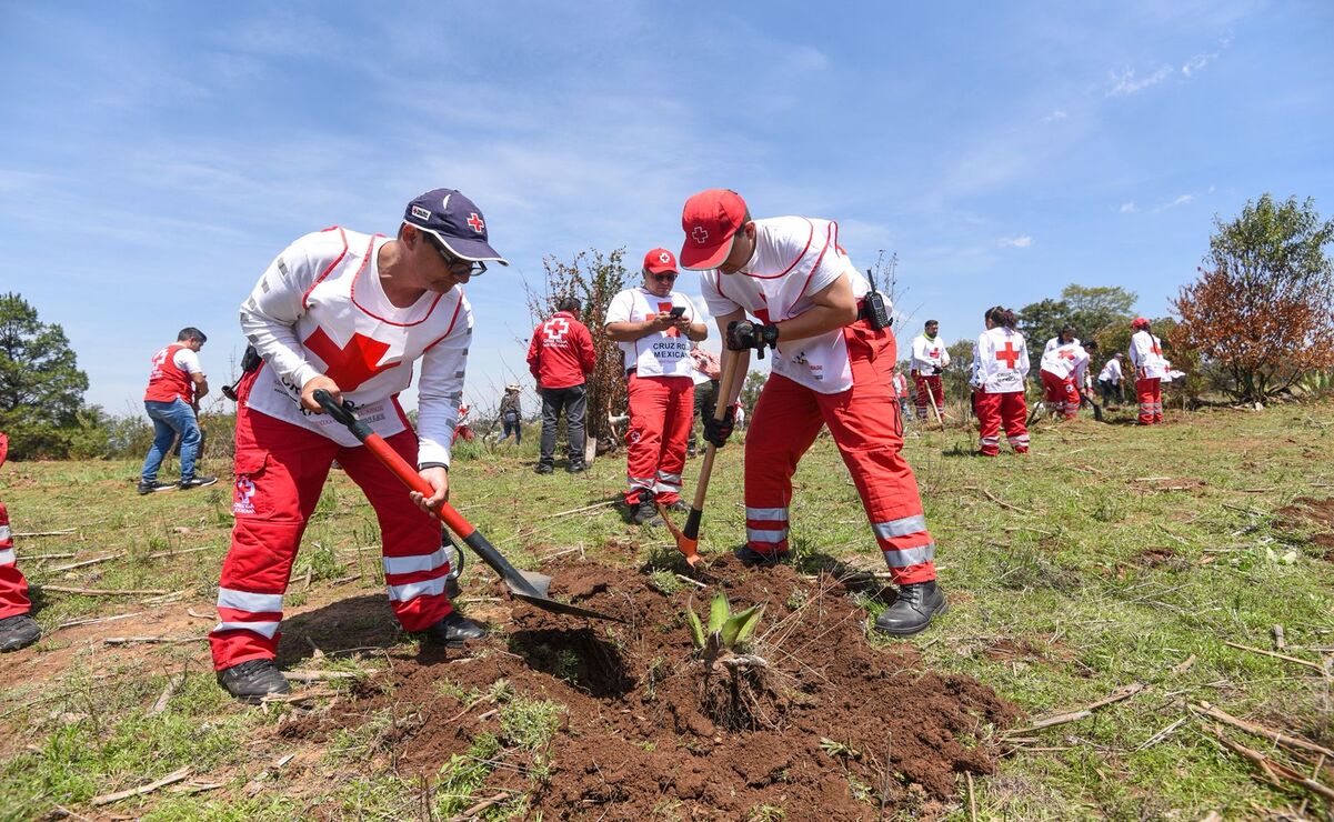 Equipo de Cruz Roja y Probosque planta agaves en Temoaya, cruciales para la salud del bosque y la mitigación de la erosión / Foto: Especial
