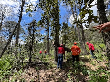 Jocotitlán: Saneamiento masivo contra gusano descortezador; van por 3 mil árboles