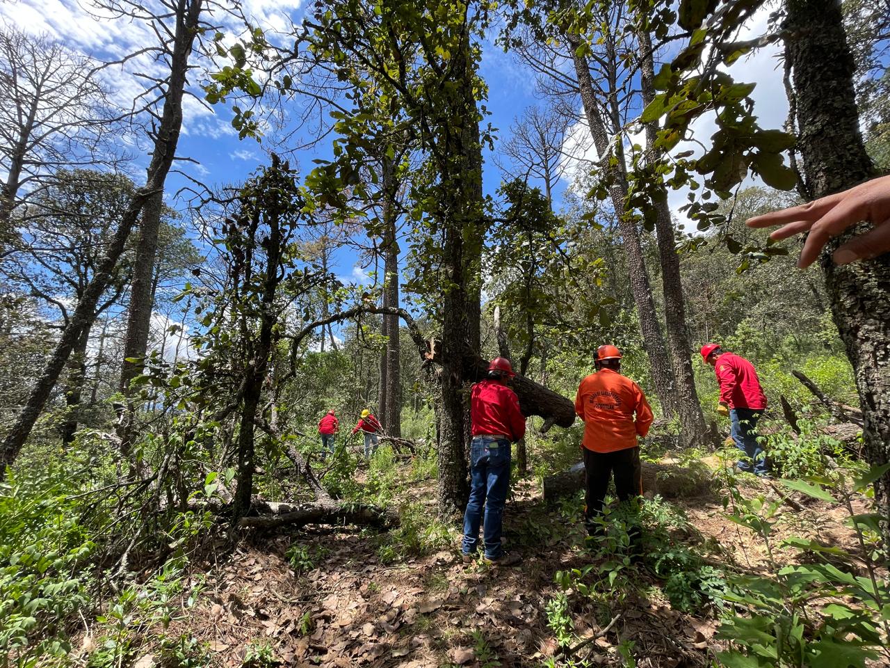 Árboles afectados son altamente combustibles, aumentando el riesgo de incendios forestales. Foto Michelle Sánchez
