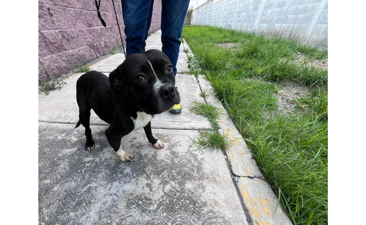 Antes de adoptar, es importante valorar si se cuenta con las condiciones óptimas para brindar cuidados. Foto: Arturo Contreras