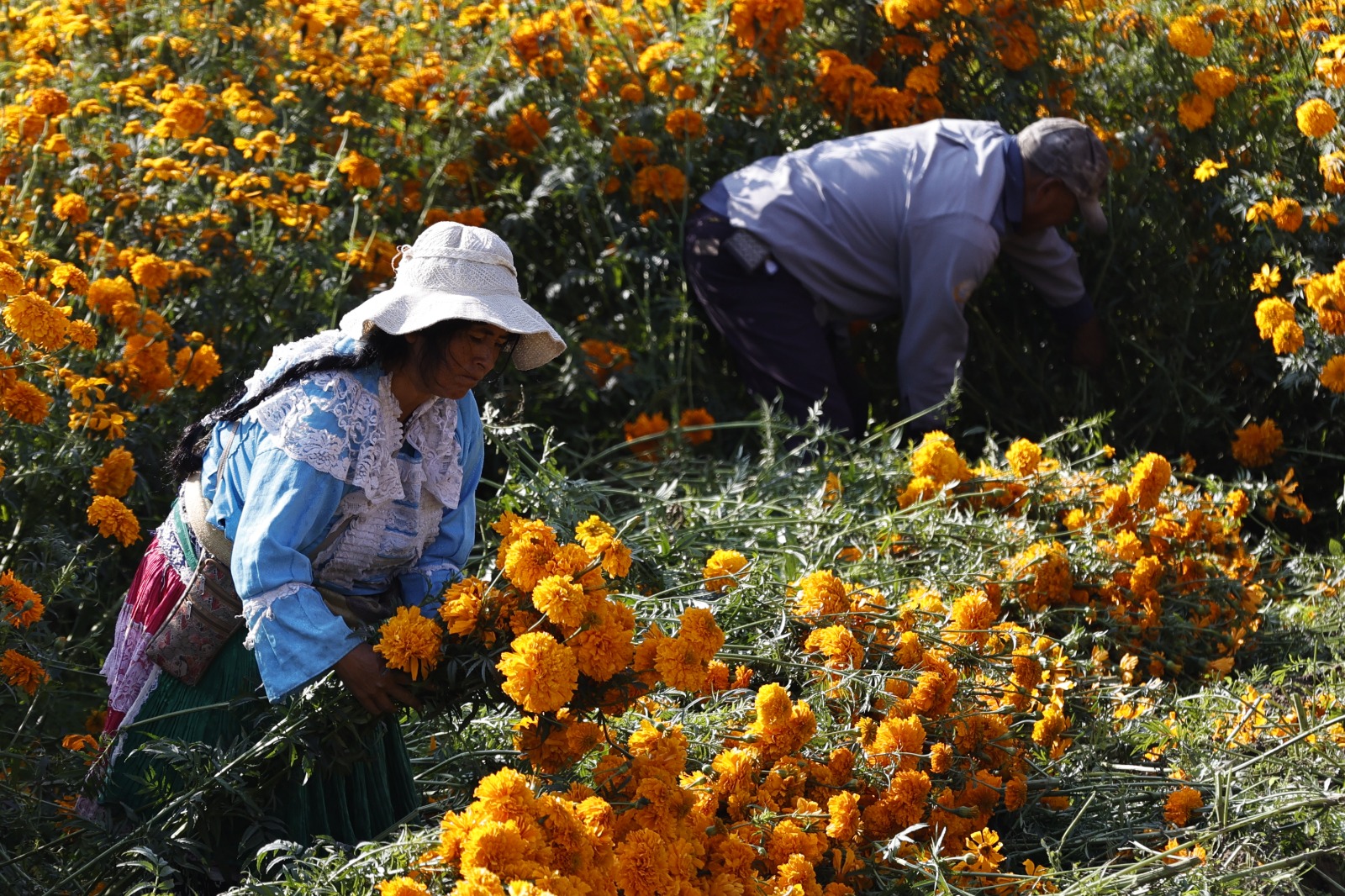 La cosecha de la Flor de cempasúchil inició el 26 de este mes en San Francisco Putla. Foto Jorge Alvarado