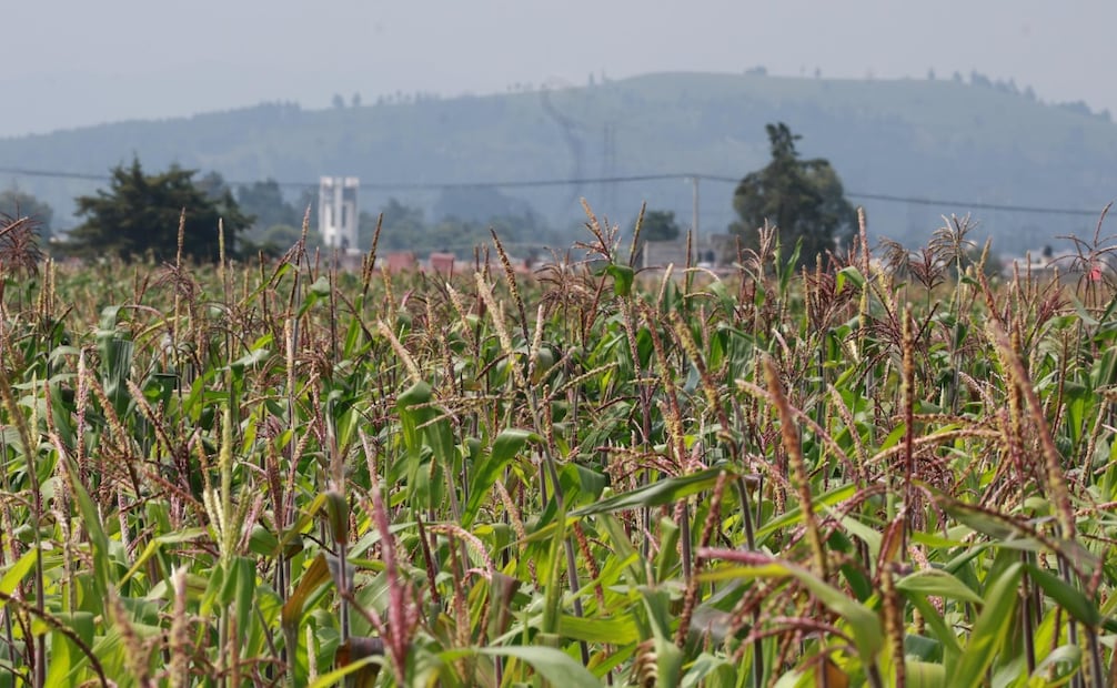 La Secretaría del Campo reforzó sus programas de apoyo para atender a los productores afectados por siniestros agroclimáticos. Foto Alejandro Vargas/ El Universal