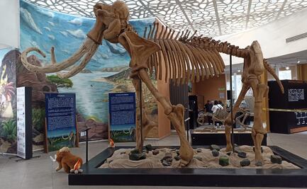 Museo del Mamut en Ecatepec reabre sus puertas: Horarios, ubicación y qué ver gratis en el MUVA