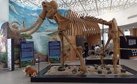 Museo del Mamut en Ecatepec reabre sus puertas: Horarios, ubicación y qué ver gratis en el MUVA