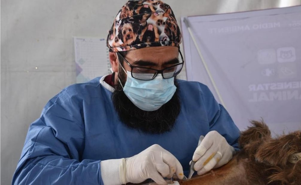 El arete y el tatuaje ventral garantizan el registro y seguimiento clínico de cada ejemplar atendido por la estrategia CERA en el Edomex. Foto Especial