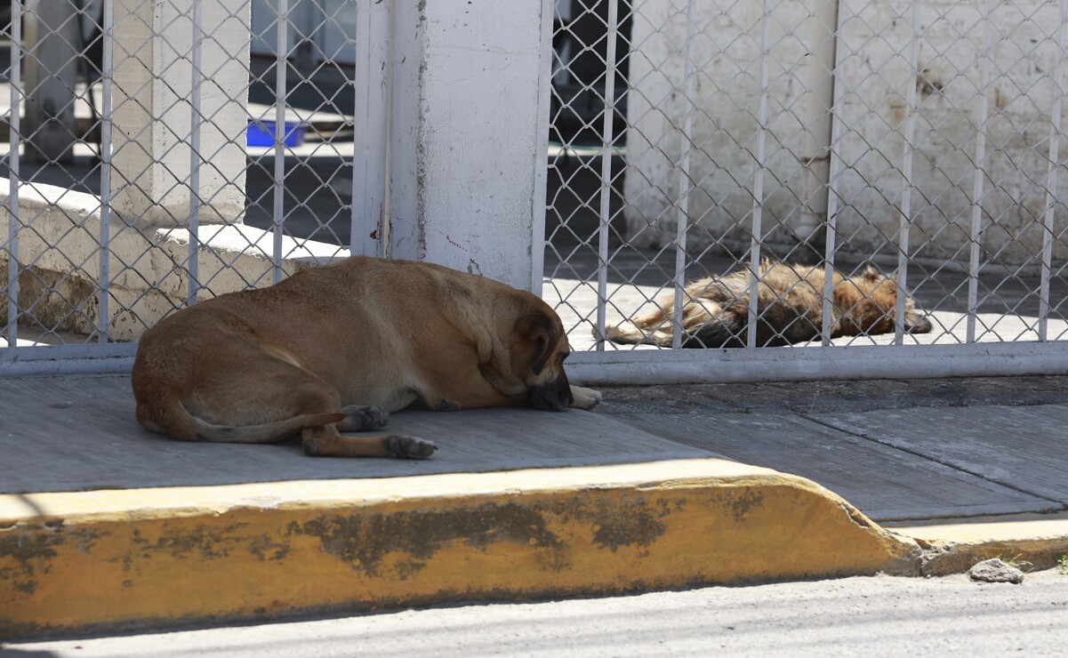 La zona norte de Toluca reporta la mayor incidencia de perros en condición de calle. Foto: Alejandro Vargas