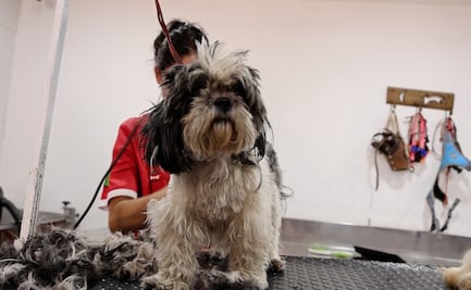 ¡El amor se mide en croquetas! CupiDog, el plan perfecto para celebrar con tu perro en Toluca