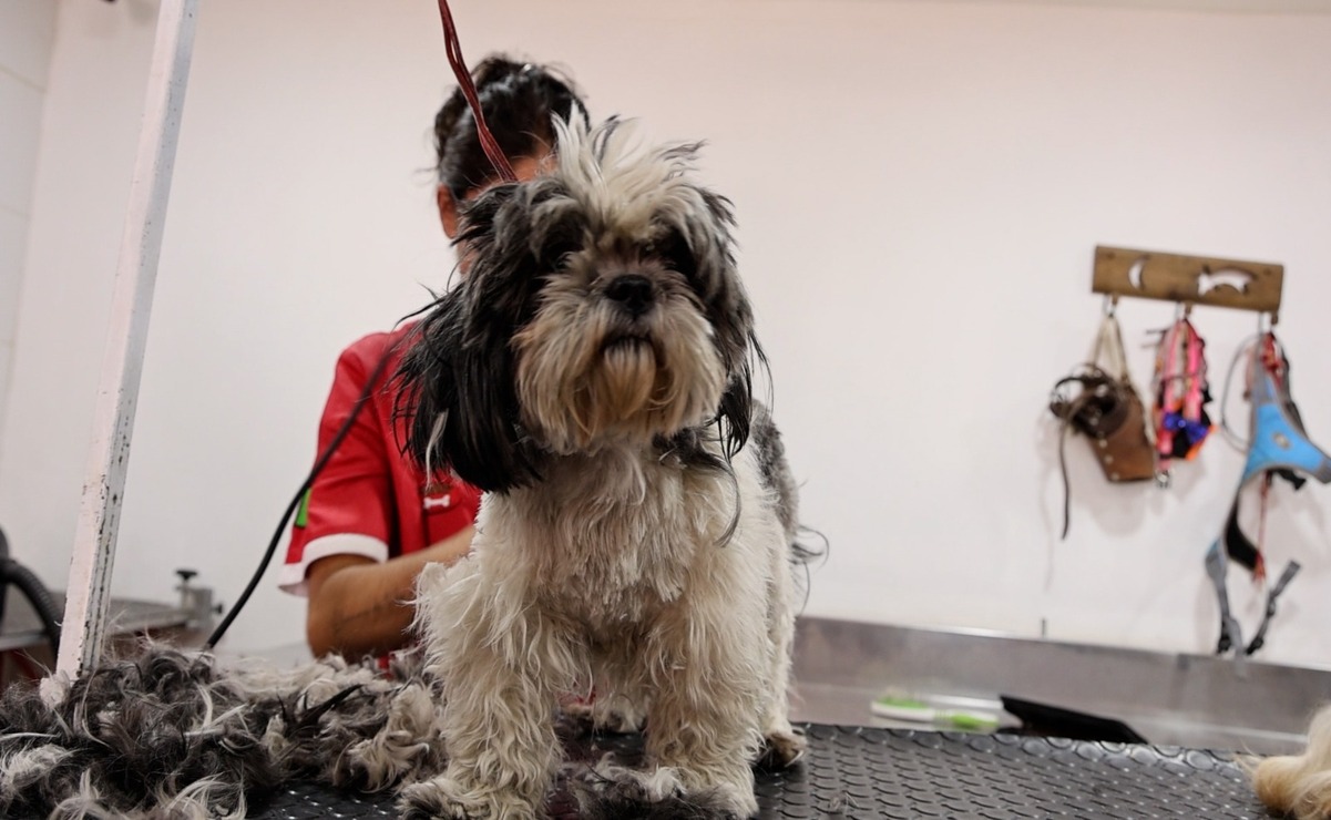 El mercado de productos y servicios para mascotas en el Edomex creció un 20% en 2023 / Foto Sergio García