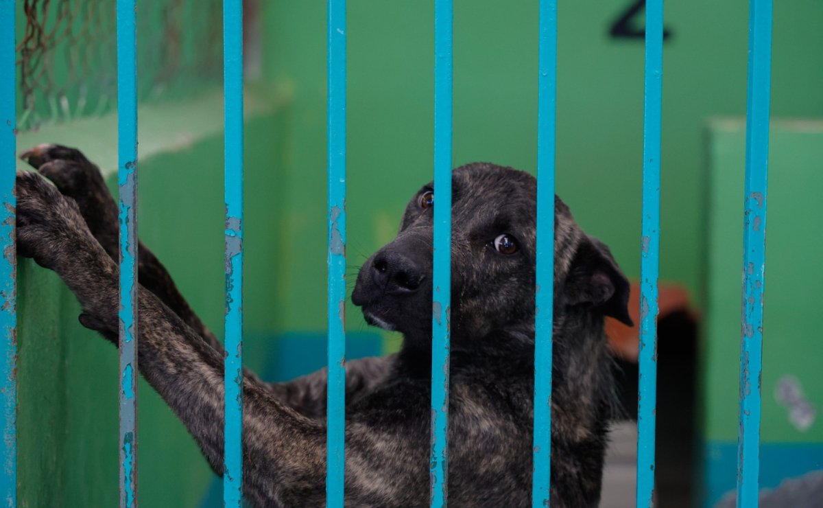 Denuncian Abandono y Malas Prácticas en el Centro de Bienestar Animal de Valle de Bravo Foto: Arturo Hernández