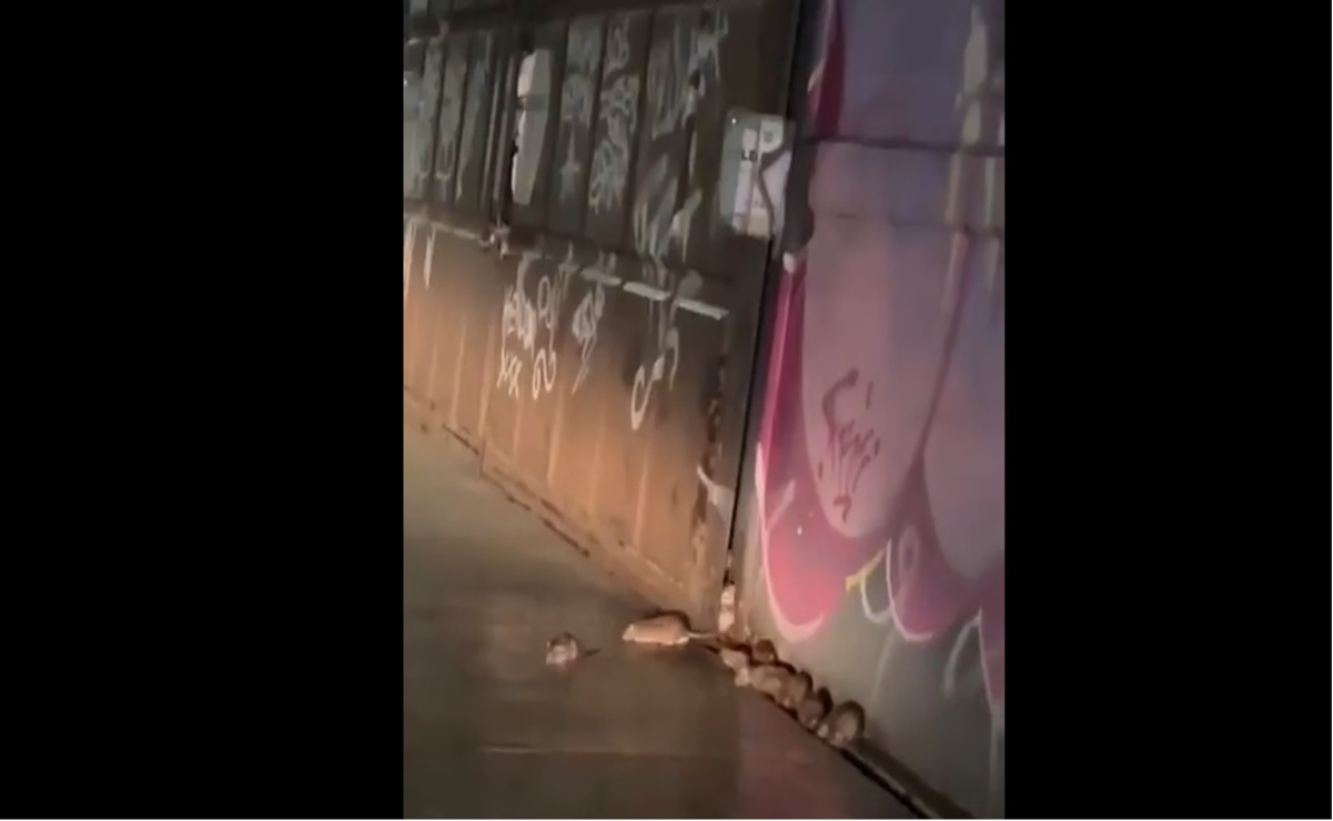 Habitantes de la colonia La Florida informaron a las autoridades sobre una plaga de ratas dentro de una bodega / Foto Especial