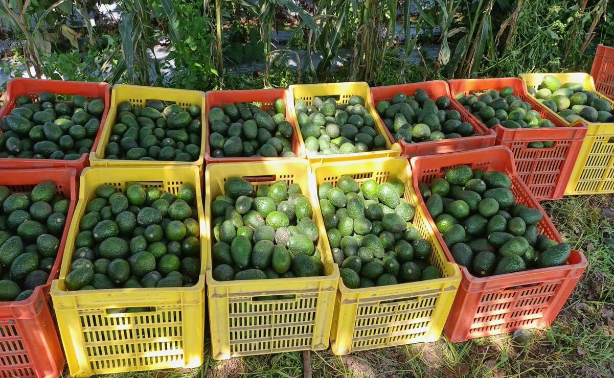 Atlautla, un paraíso para los amantes del aguacate / Foto Especial