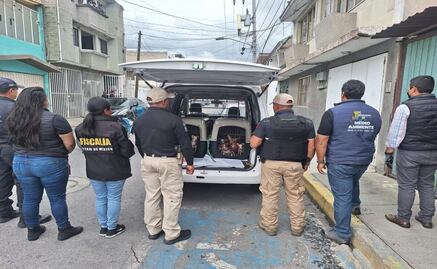 Una segunda oportunidad: 36 perros rescatados en Metepec serán puestos en adopción responsable