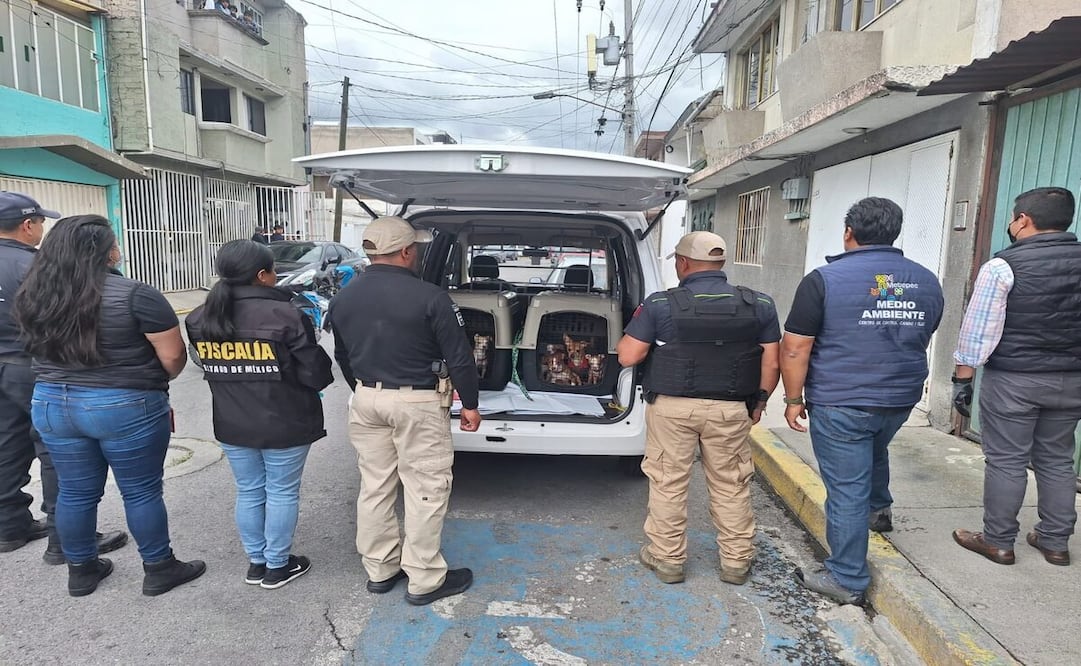 Los perros serán rehabilitados / Foto: Especial