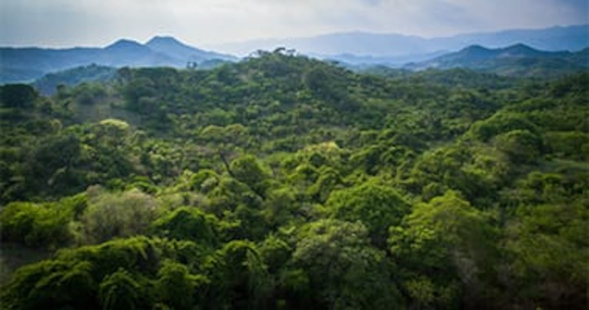 Con una superficie forestal de un millón 80 mil hectáreas (48.6% del estado), el Edomex busca blindar sus ecosistemas ante el crecimiento urbano y la tala clandestina. Foto Especial
