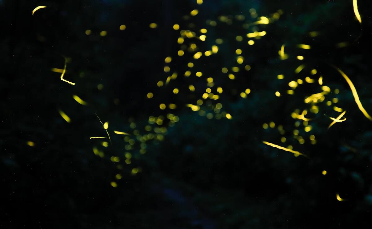 ¿Sin planes para este fin de semana? Disfruta la magia del Festival Internacional de las Luciérnagas 2025