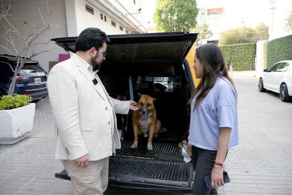 Médicos veterinarios evaluaron el estado de salud del can tras la caída; afortunadamente, se informó que "Lobito" se encuentra estable y recibiendo los cuidados necesarios para su recuperación. Foto Especial