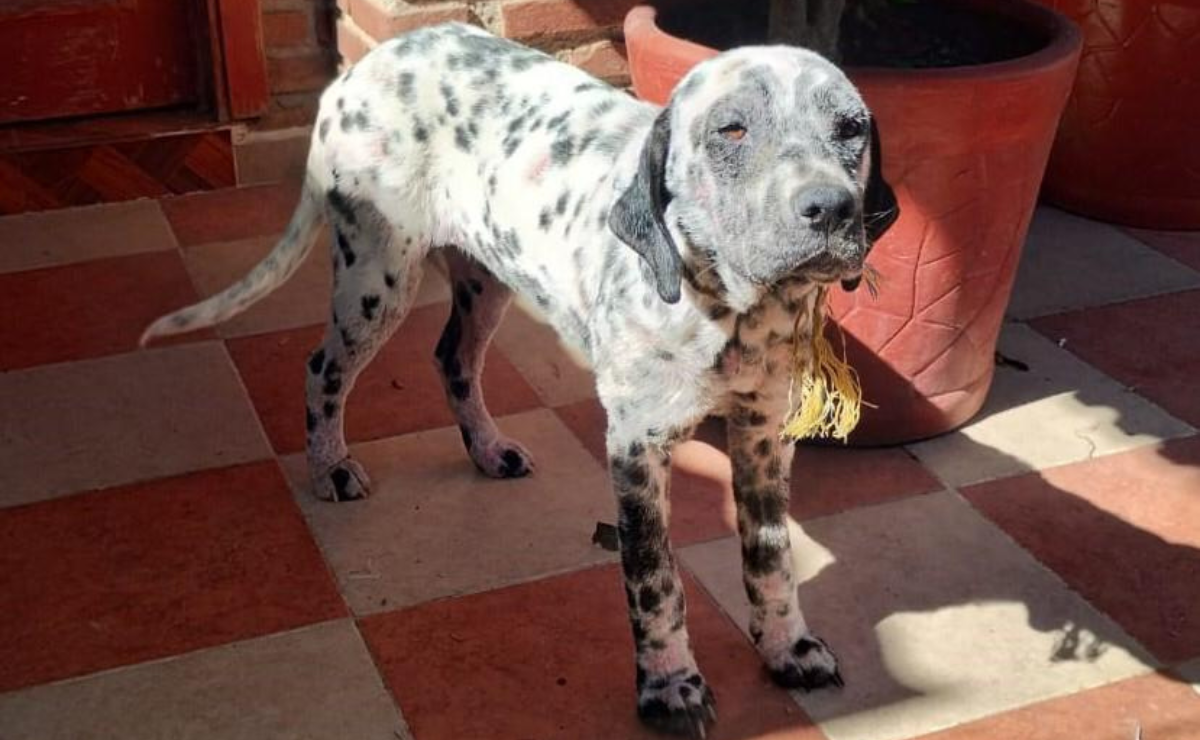 Los animales fueron encontrados en un estado de salud deplorable y trasladados al Centro de Atención y Protección Animal de Huixquilucan. Foto: Especial
