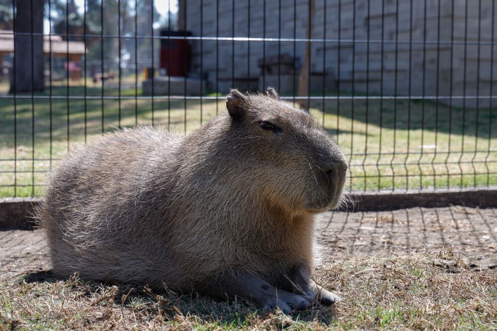 Los capibaras, conocidos por su tranquilidad y sociabilidad, son mucho más de lo que parece. Foto Arturo Hernández