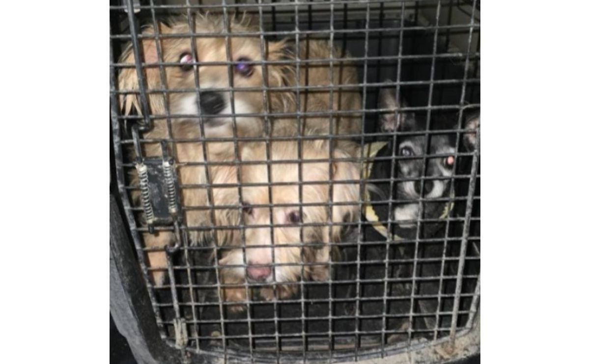 Michis y lomitos rescatados: Detienen a pareja en Zumpango por maltrato animal