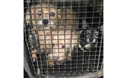 Michis y lomitos rescatados: Detienen a pareja en Zumpango por maltrato animal