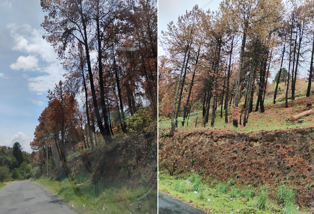Zona arbolada afectada por plagas en Edomex. Foto Especial