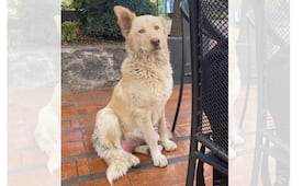 ¡Final feliz para Mantequilla! La UAEMéx rescata y reubica a familia canina de Ciudad Universitaria