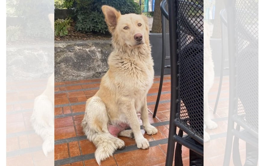 ¡Final feliz para Mantequilla! La UAEMéx rescata y reubica a familia canina