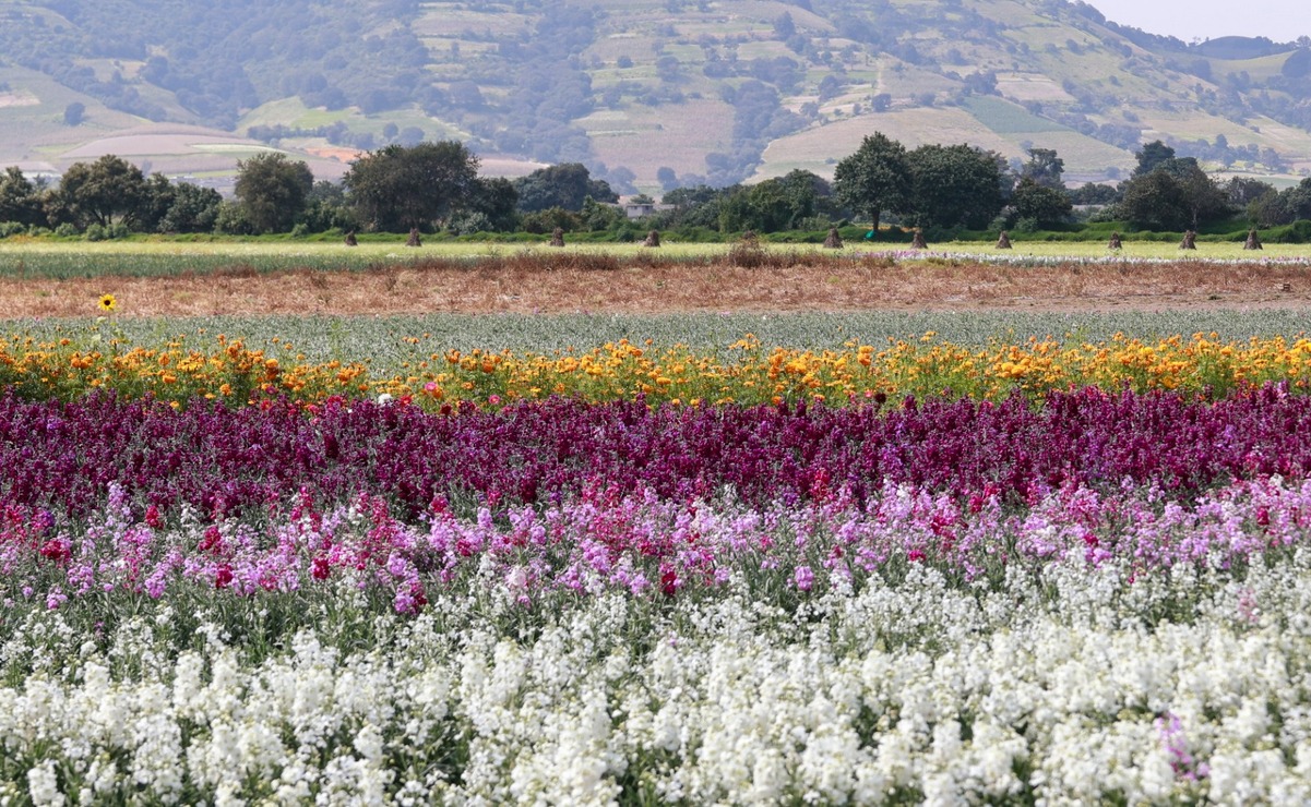 Esperan floricultores que el 2 de noviembre concluya su venta de flores por Día de Muertos. Foto: Alejandro Vargas.
