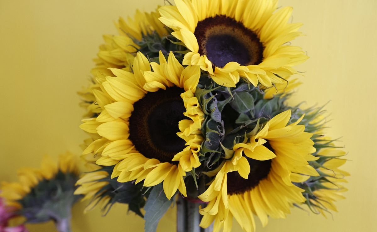 El incremento en el precio de las flores para este 14 de febrero se debe a factores climáticos Foto: Jorge Alvarado