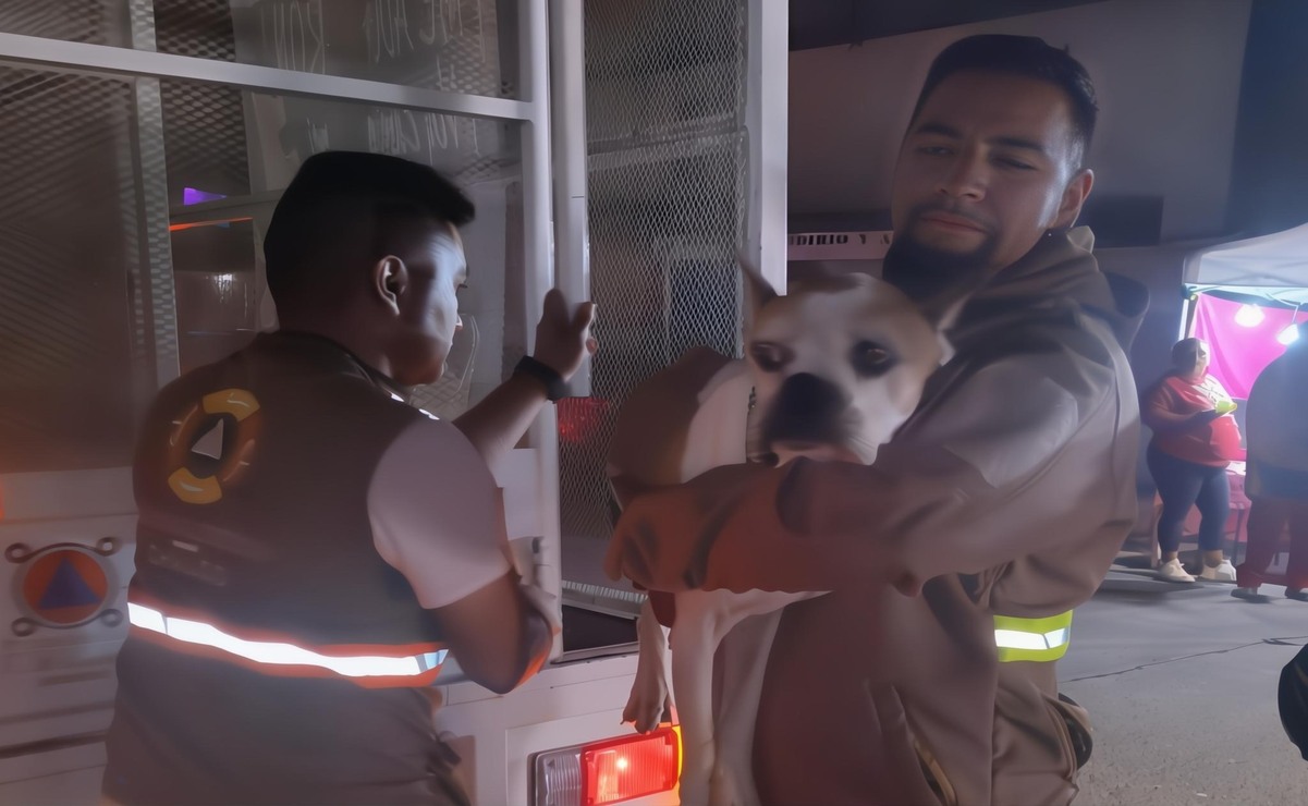 Los perritos estarán bajo resguardo de las autoridades para su rehabilitación / Foto Especial