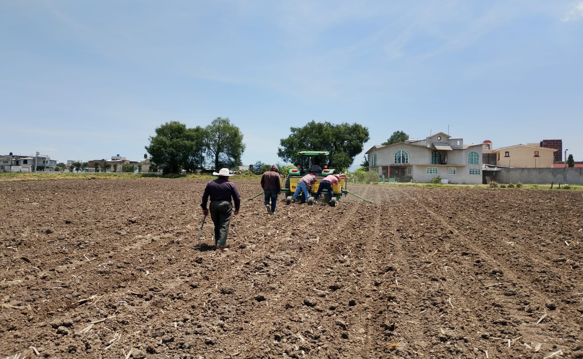 Se estiman atender 5 mil solicitudes de insumos agrícolas y realizar 378 visitas aleatorias. Foto: Especial