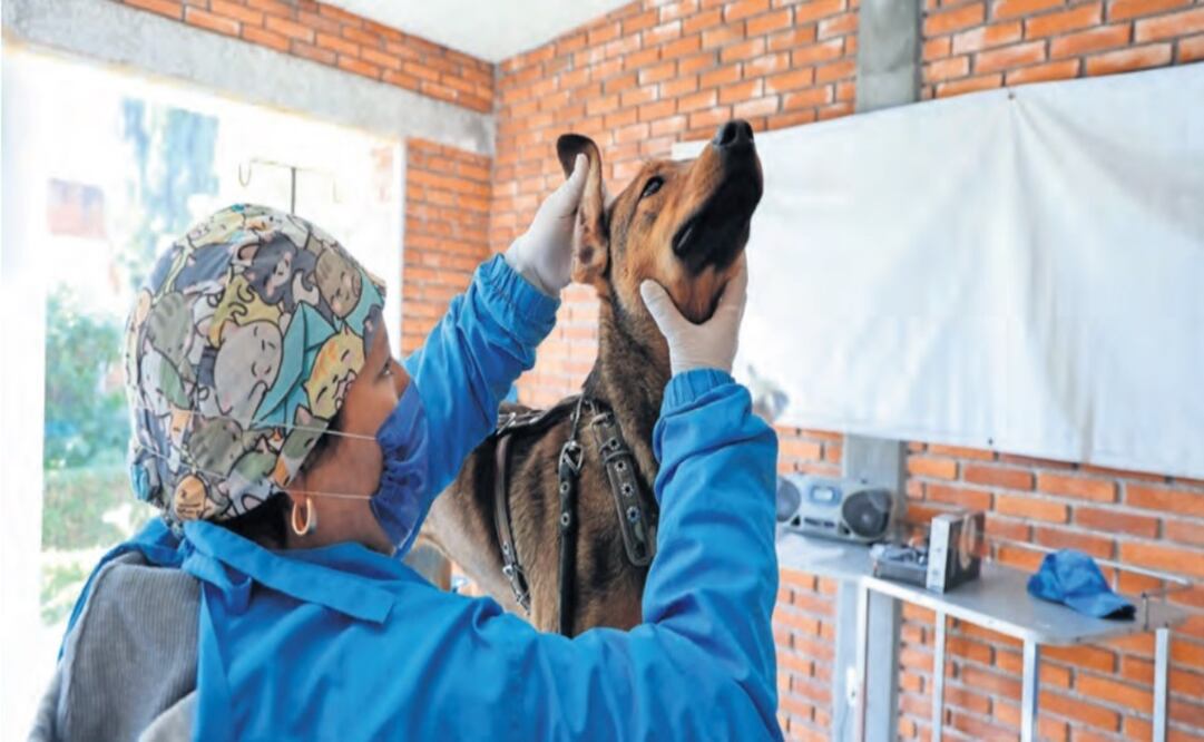 33 municipios cuentan con un centro de Control y Bienestar Animal / Foto Arturo Hernández