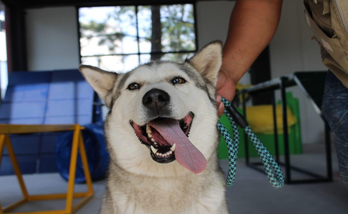 Cuidar de tus mascotas no solo mejora su vida, también habla de tu empatía. Foto: Especial
