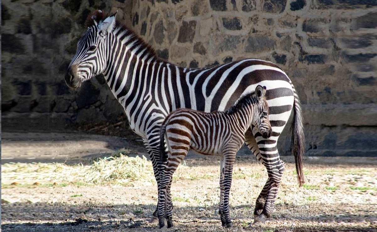 Zacango resalta por su programa de conservación de especies en peligro de extinción / Foto: Especial