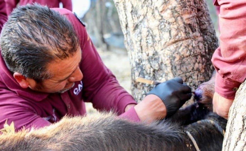 La Secretaría del Campo e instituciones aliadas refuerzan la vigilancia en el Edomex tras el aumento de gusano barrenador en animales de compañía. Foto Especial