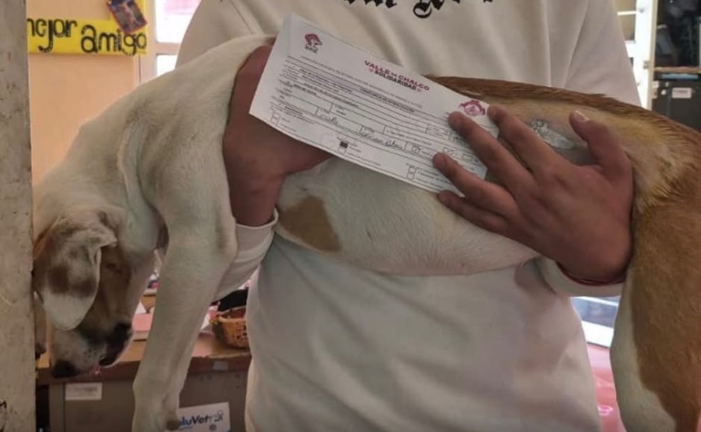 Personal de la UPA realiza cirugías de esterilización como medida permanente contra el abandono animal. Foto Especial