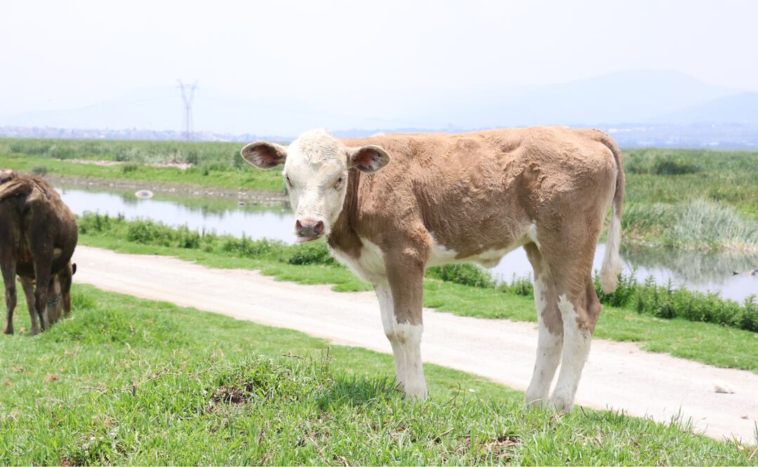 La falta de prevención agrava el riesgo de infecciones de animales a humanos en Edomex, advierten especialistas. Foto: Sergio García