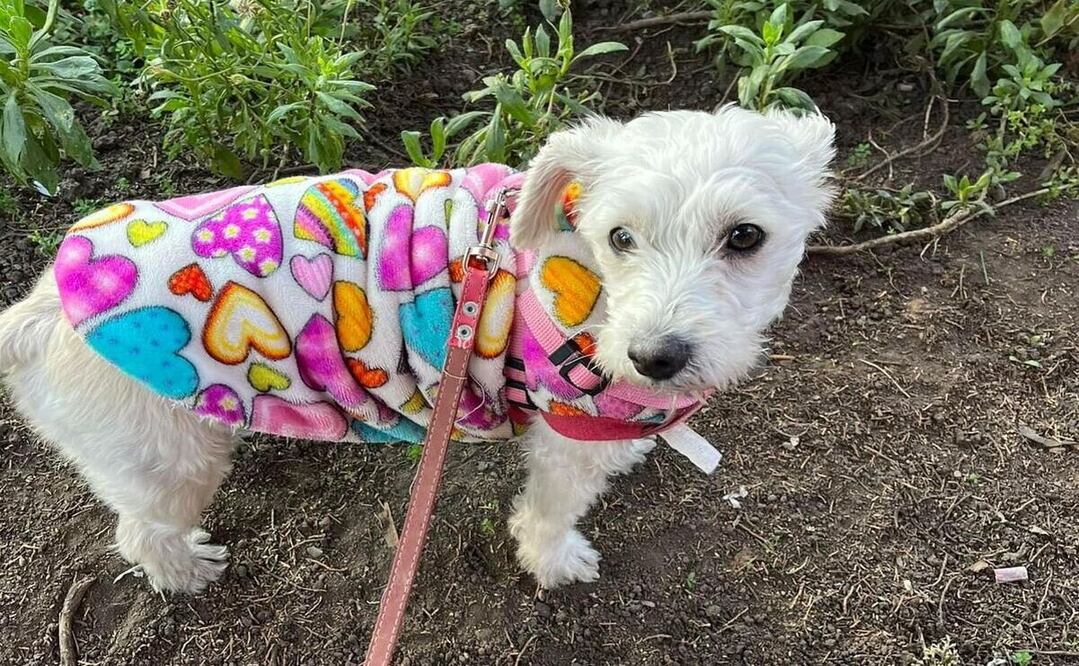 La coqueta Sally, una perrita llena de energía y amor nos muestra que, con pelaje corto, necesita de protección extra durante el invierno / Foto: Karen Aldama