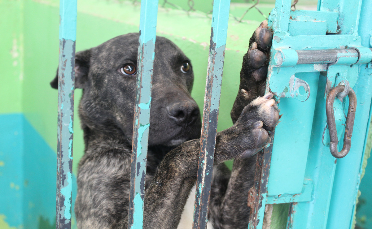 El objetivo del Día del perro adoptado es fomentar la adopción responsable de mascotas. Foto: Karen Aldama
