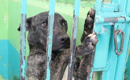 ¿Cómo denunciar un caso de maltrato animal en el Edomex?