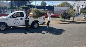 Atizapán de Zaragoza abre centros de acopio para convertir árboles de Navidad en composta