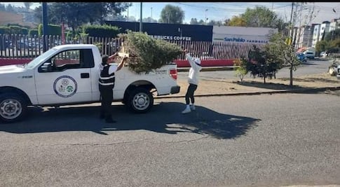 Atizapán de Zaragoza abre centros de acopio para convertir árboles de Navidad en composta