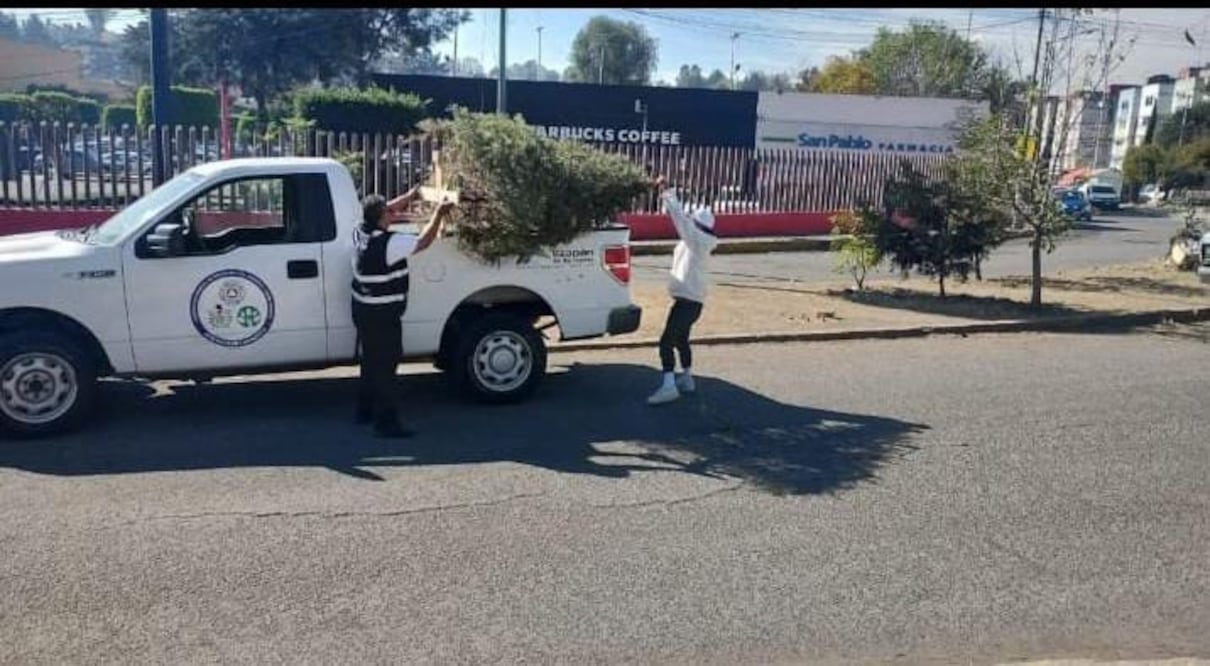 Los pinos recolectados serán triturados y procesados para nutrir las áreas verdes del municipio. Foto Gisela González / El Universal