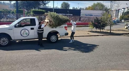 Atizapán de Zaragoza abre centros de acopio para convertir árboles de Navidad en composta