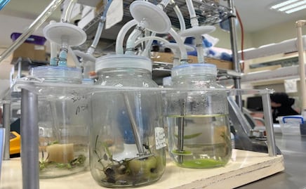 Cultivan Agave in vitro en UAEMéx