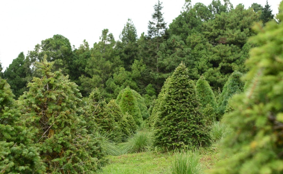 Se inició de manera formal la recolección para reciclar árboles de Navidad. Foto: Especial