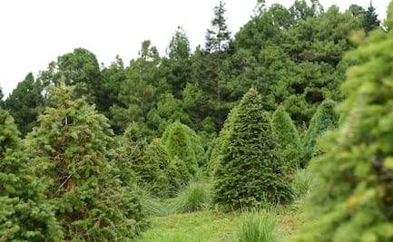 ¿Sabías que en el Edomex existen más de 200 sitios para comprar árboles de Navidad?