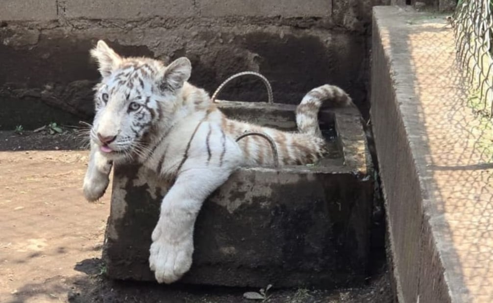 Un total de 11 ejemplares de fauna exótica fueron asegurados durante un cateo en un inmueble de San Gregorio Cuautzingo, Chalco. Foto Especial